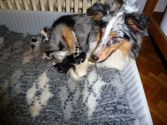 de la Fontaine D'Isis - Shetland Sheepdog - Portée née le 30/12/2011