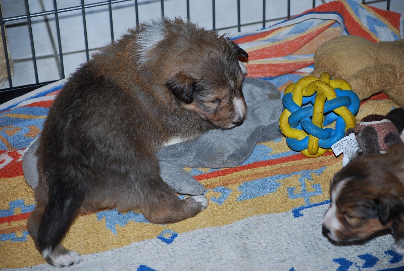 chiots 22/07/2009 