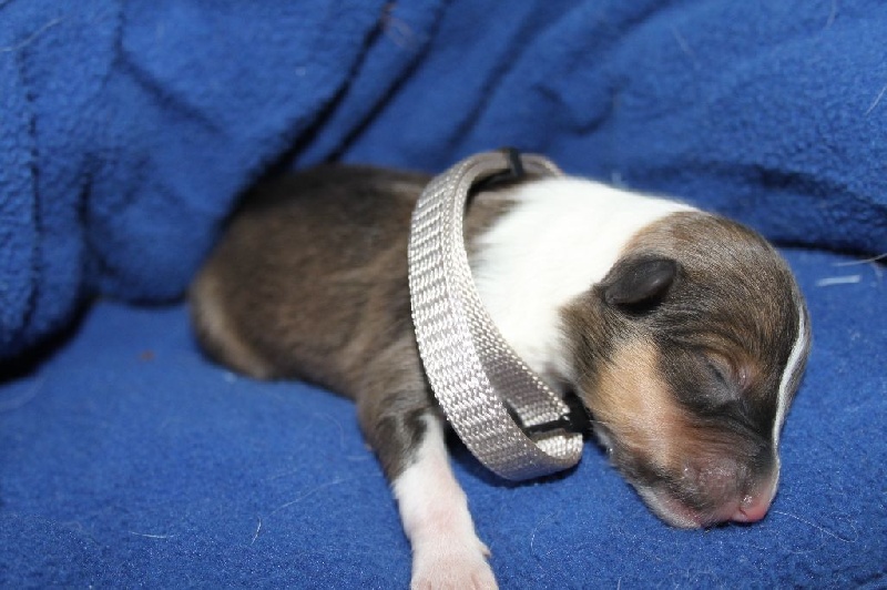de la Fontaine D'Isis - Shetland Sheepdog - Portée née le 14/04/2015